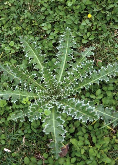 South Texas Weeds