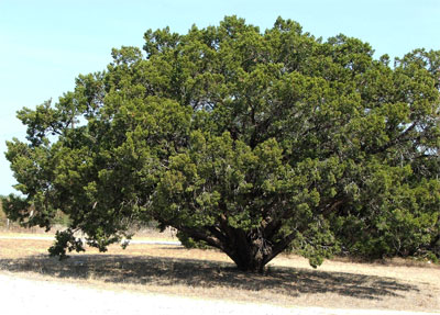 TX pruning Henderson cedar trees,