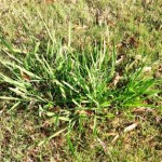dallisgrass
