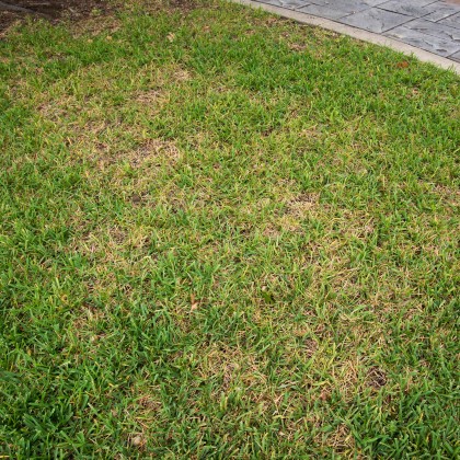 What causes brown patches on lawns?
