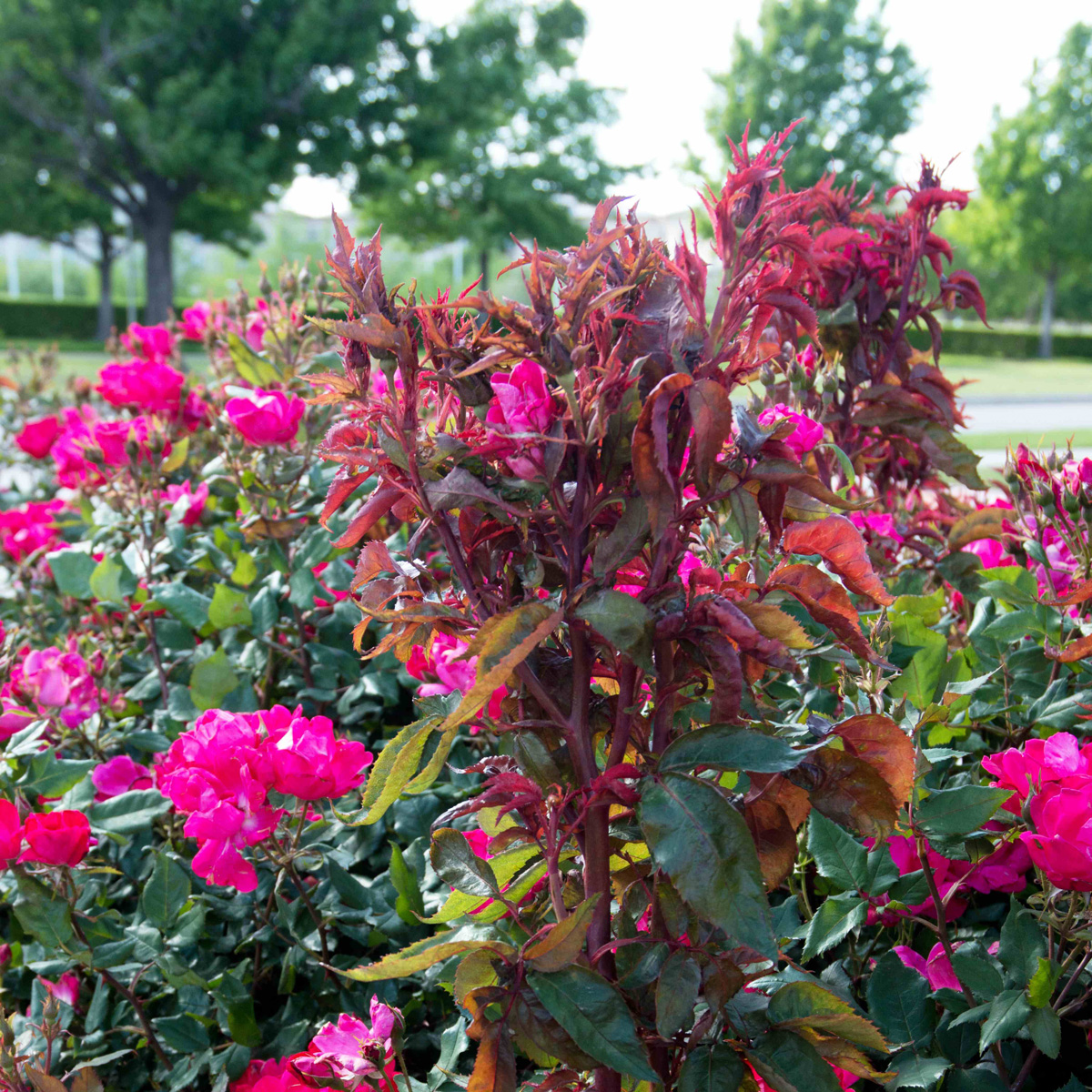 rose-rosette-disease-neil-sperry-s-notes