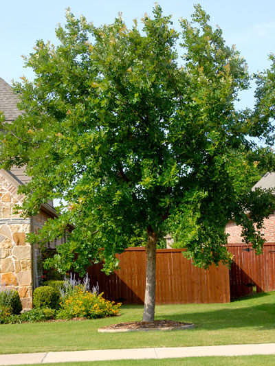 Best Shade Trees for Texas - Neil Sperry's GARDENS
