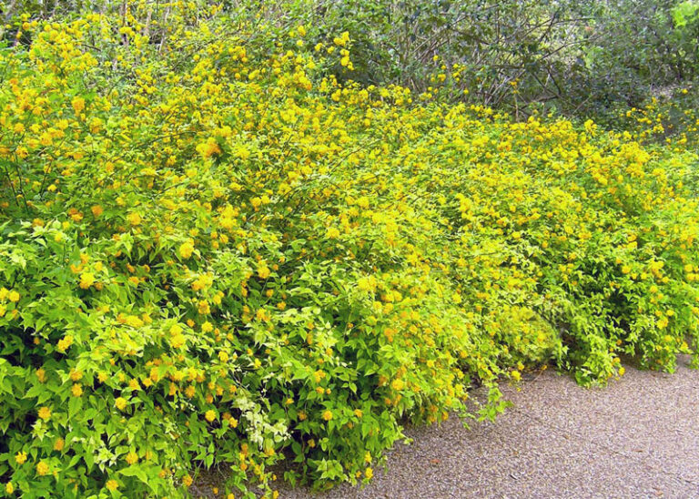 A Source Of Shade Color By Steve Huddleston Neil Sperry S Gardens