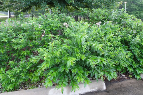 Buttonbush Dazzles With Form Foliage And Flowers By Steve Huddleston