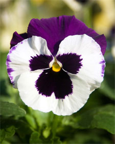 Pansy Time In Texas Neil Sperry S Gardens