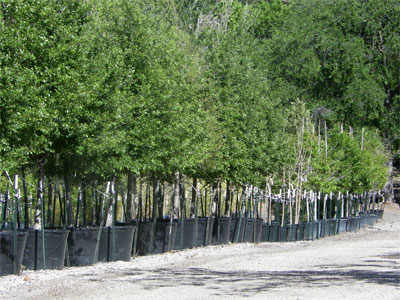 Acres of containerized trees at Gardens By Design await their journey to new homes across North Texas.