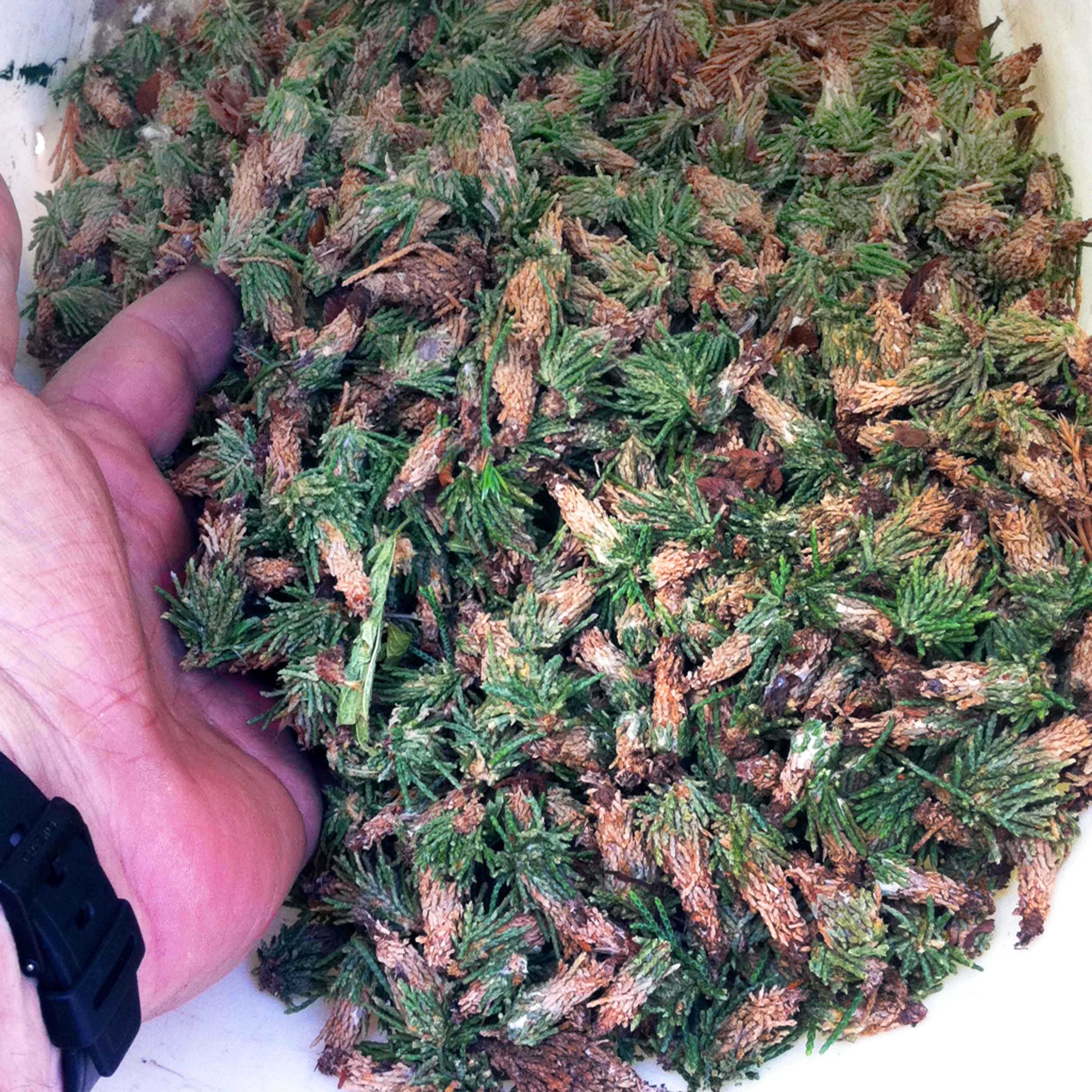 my-cedar-trees-are-loaded-with-bagworms-how-can-i-control-them