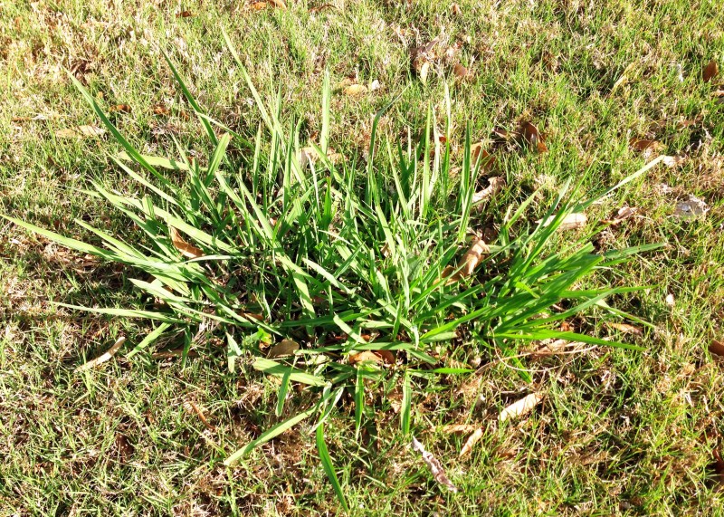 Dallisgrass Neil Sperry S GARDENS   Dallisgrass 800x571 