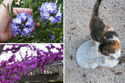 Top left photo: Texas mountain laurel flaunts her flowers. Bottom left photo: ‘Oklahoma’ redbud in its springtime glory. Right photo: Kitty cat magic.