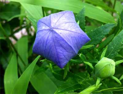Prior to opening, the “inflated” balloon flower bud. All photos by Steven Chamblee.