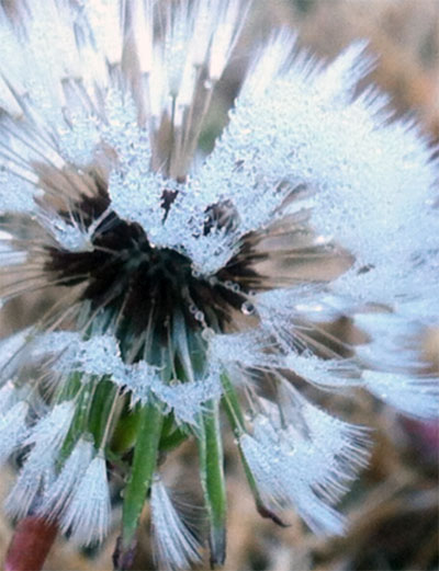 Damp with morning dew, this dandelion “poofie” shows its individual components.