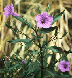 Mexican petunia in flower.