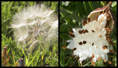 Left photo: Western salsify has an infructescence that resembles a giant dandelion. Right photo: Seeds spill forth as this milkweed capsule opens.