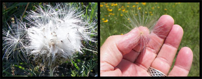 Left photo: Western salsify has an infructescence that resembles a giant dandelion. Right photo: Seeds spill forth as this milkweed capsule opens.