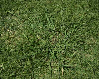 Q10_Jul13_Dallis-grass