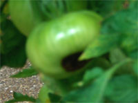 Q14_Jul13_tomatoes-1-2ND