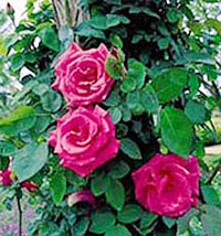 Blooms of Zephirine Drouhin, a rose that the Emporium’s catalog describes as “a perfect rose to train up a porch column.”