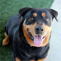 Beth Photos courtesy of the SPCA.