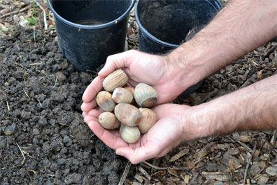 Bur oaks produce large acorns that are easy to gather and plant in containers. Before planting, remove the caps and soak in water overnight. All photos by Bill Seaman.