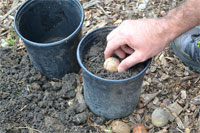 Fill a 1- to 2-gallon container with native soil and place the acorn on its side. Cover the acorn with 1 to 2 inches of soil.