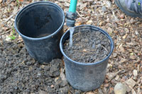 Place the container where it will receive direct sun from morning until noon, and water it as needed to keep the soil moist. The acorn will germinate in four to six weeks.