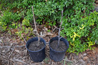 These bur oak seedlings have grown all summer long, and are ready for fall planting in the landscape.