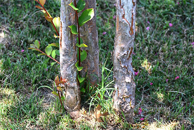 Mechanical injury from line trimmers and mower decks on this multi-trunk crape myrtle disrupts the flow of water and elements through the tree’s vascular system and creates unwanted stress. Photos provided by Bill Seaman.