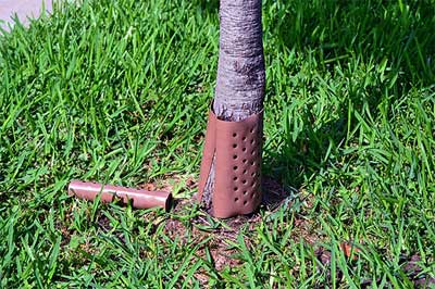 Vinyl trunk guards can be placed around the base of newly planted trees to protect them from mechanical injury. Perforated guards allow for air circulation so the protected bark can remain dry between rains and waterings.