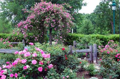 The Carleen Bright Arboretum in Woodway provides a free Midsummer Nights concert series on Wednesdays in June and early July. Guests will enjoy the beauty of this 16-acre arboretum and its 8 acres of botanical gardens. Find details in the Waco/McLennan County section of the calendar below.
