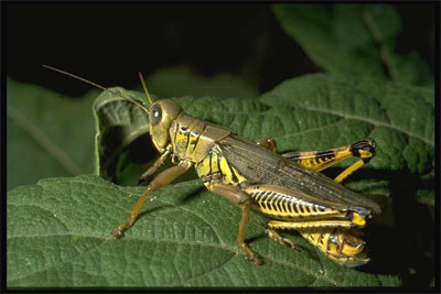 Differential grasshopper, Melanoplus differentialis (Thomas) (Orthoptera: Acrididae). Photo by Drees.