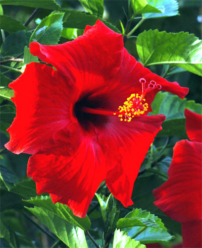 Hibiscus-tropical_l-2nd