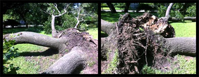 The great, four-trunked Shumard oak that fell overnight. Photos by Steven Chamblee except where noted.