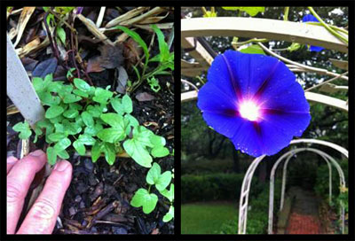 Seedlings of the morning glory crop that will yield beautiful blue flowers.