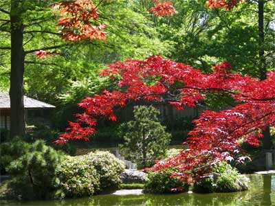 NS_May13_Japanese-maples-2n