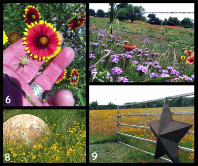 Photo 6: Indian blanket mesmerizes in a Cresson meadow. Photo 7: Nature’s garden dazzles my eyes and soothes my soul. Photo 8: Engelmann daisies dance with a stone sphere. Photo 9: A Texas-sized welcome to a ranch....