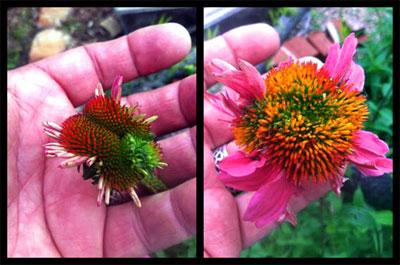 Fasciated (crested growth) happens rarely, but it is always fascinating, as in these purple coneflowers.