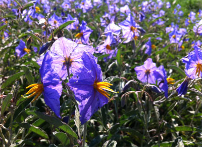 A colony of silverleaf nightshade becomes bar ditch beauty. Photos by Steven Chamblee.