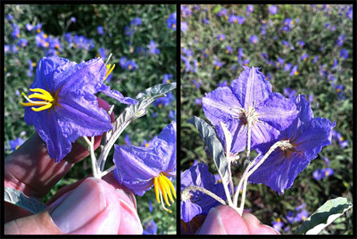 Left photo: Close inspection reveals the intricacy of silverleaf nightshade blossoms. Right photo: Tiny prickles guard the starfish embossment.