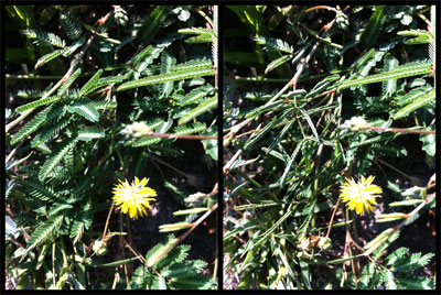 Left photo: Yellow puff with undisturbed foliage. Right photo: Yellow puff leaves have collapsed after a light touch.