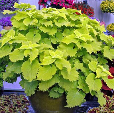<i>Solenostemon scutellarioides</i> ‘Wasabi’ features brilliant chartreuse foliage. It combines easily with many summer plants, including other vivid coleuses. Photos courtesy of the Dallas Arboretum.