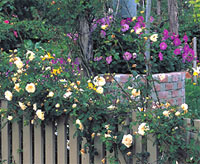 ‘Sombreuil’ is well-behaved and easily trained on fences and trellises.