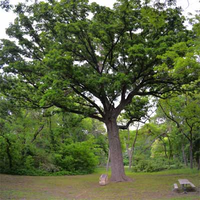 The Bicentennial Bur Oak is thought to be more than 400 years old.