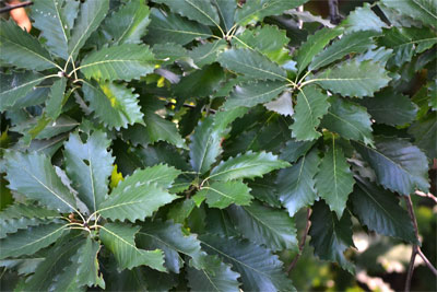 Chinquapin oaks with optimal growing conditions have large glossy-green leaves. (Photo by Bill Seaman)