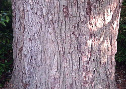 Chinquapin oak bark is tan to grey and offers an interesting texture in a landscape. Photo courtesy of Texas Tree Trails.