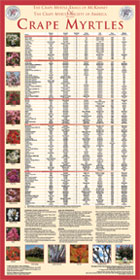 Crape Myrtle Colors Chart