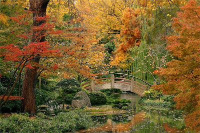 One of the most beautiful settings in the Dallas-Fort Worth Metroplex is the Japanese Garden at the Fort Worth Botanic Garden. In addition to the annual Fall Festival in the Japanese Garden, scheduled for Nov. 2-3 this year, the season’s increasingly shorter days and cooler temps are a promise of scenes in the garden like this. Find festival details in the Fort Worth section below. Photo by Peter Vollenweider.