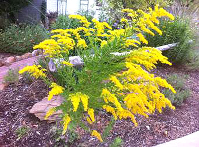 The goldenrod in 2012.