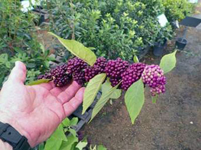 Massive, burgundy-colored fruits on American beautyberry.