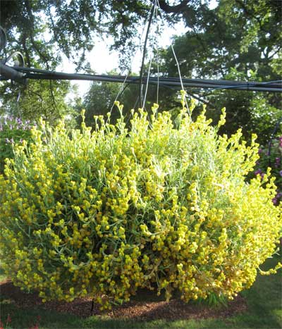 Chrysocephalum apiculatum ‘Silver Leaf Yellow’ photos courtesy of the Dallas Arboretum.