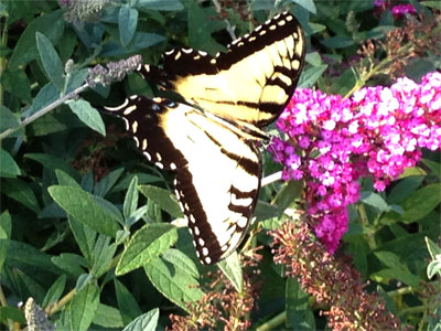 Q1_Oct13_Butterfly-Bush